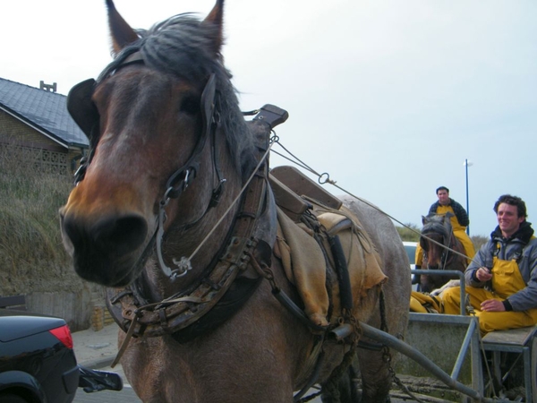 paardenvissers oostduinkerke