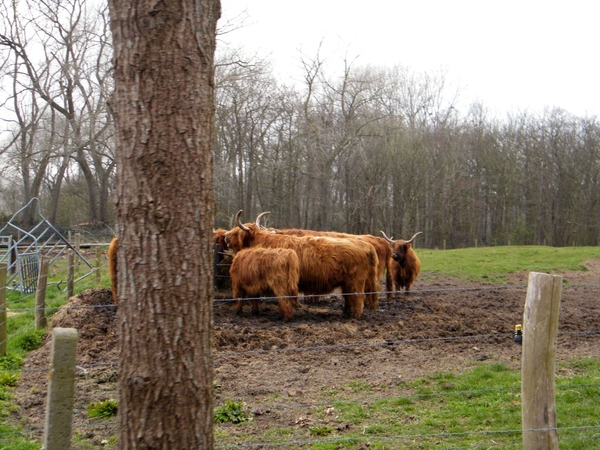 paardenvissers oostduinkerke