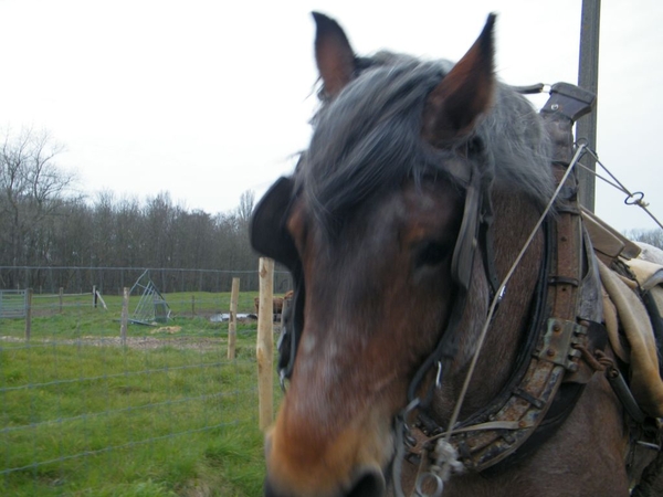 paardenvissers oostduinkerke