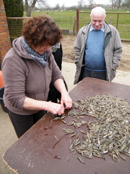 paardenvissers oostduinkerke