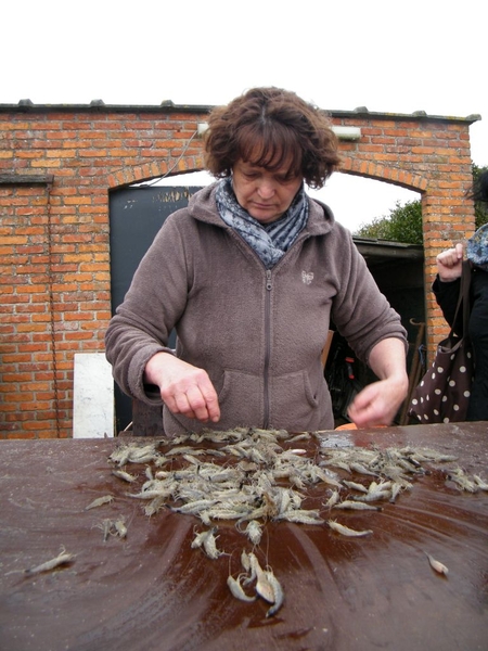 paardenvissers oostduinkerke