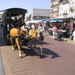 Rondrit met Paarden