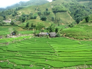 Rijstvelden in de streek rond Sapa