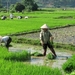 Rijstvelden in noord Vietnam