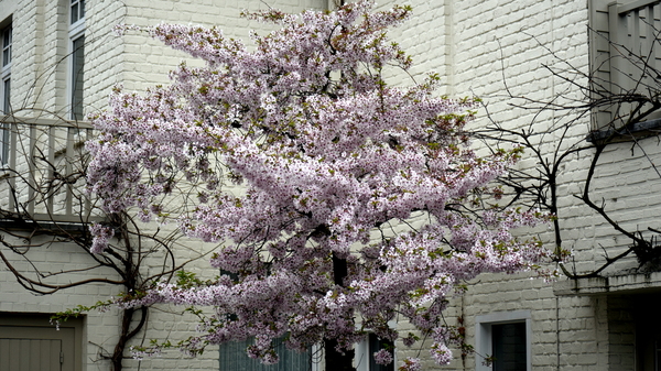 Roeselare-Park-Vandewalle-8-4-2016