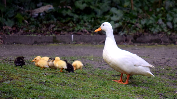 Roeselare-Park-Vandewalle-8-4-2016