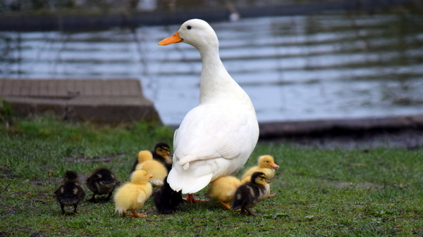 Roeselare-Park-Vandewalle-8-4-2016
