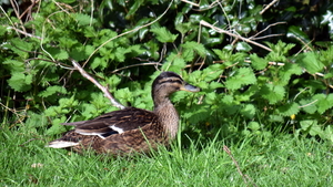 Roeselare-Park-Vandewalle-8-4-2016