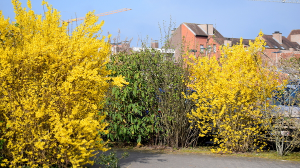 Roeselare-Park-Vandewalle-8-4-2016