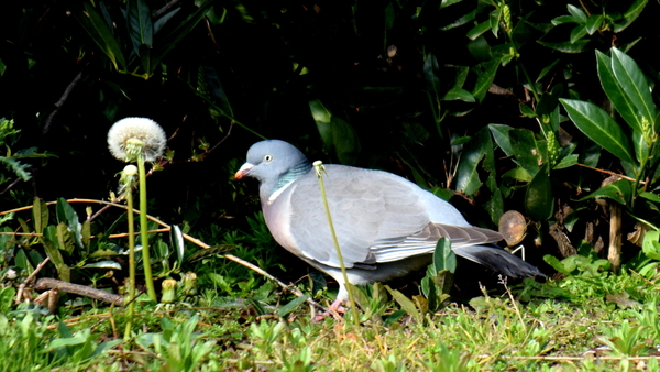 Roeselare-Park-Vandewalle-8-4-2016