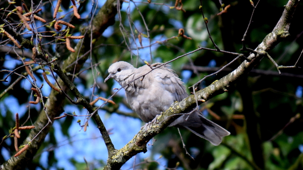 Roeselare-Park-Vandewalle-8-4-2016