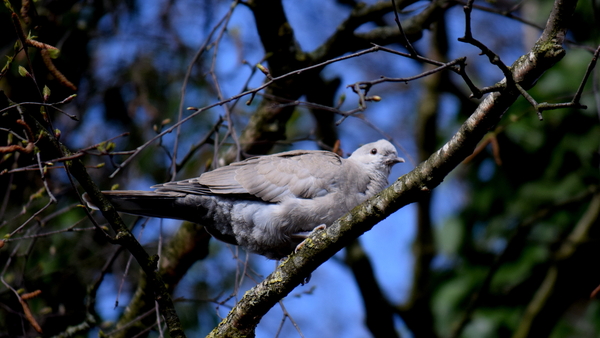 Roeselare-Park-Vandewalle-8-4-2016