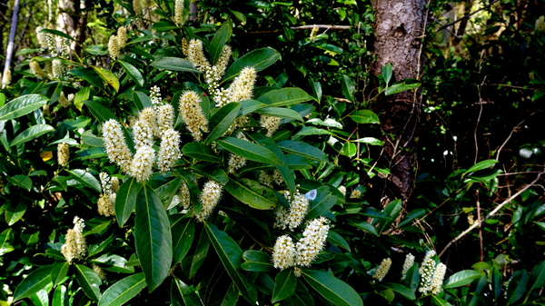 RUMBEKE & STERREBOSDOMEIN-19-4-2016