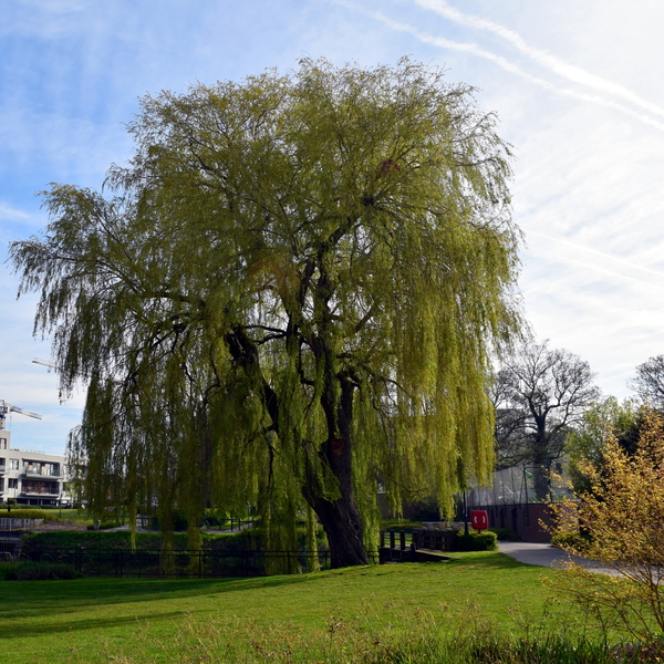 Stadspark-Roeselare-21-4-2016