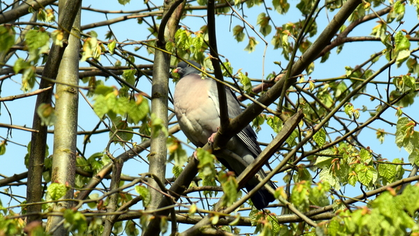 Stadspark-Roeselare-21-4-2016