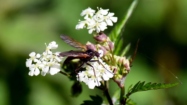 Kachtem-Rhodesgoed-3-5-2016