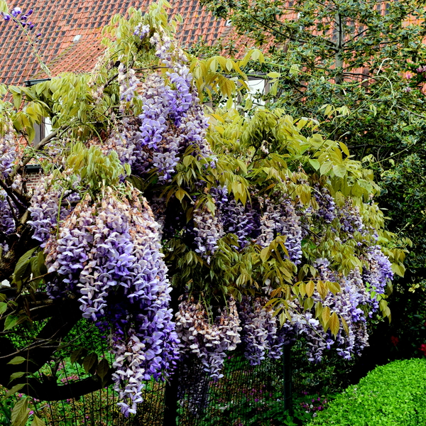 Roeselare-Hof Debruyne-23-5-2016-6