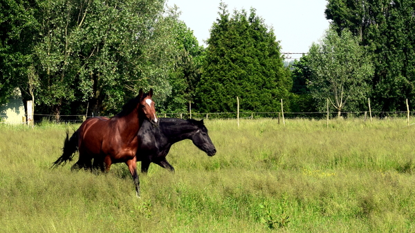 Oude spoorlijn Roeselare-Ieper(Fietsroute)2