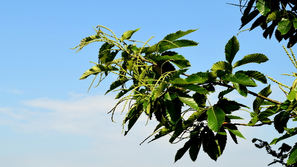 Oude spoorlijn Roeselare-Ieper(Fietsroute)17