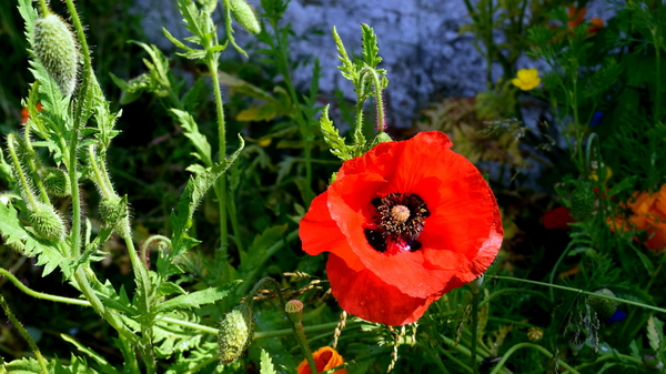 Oude spoorlijn Roeselare-Ieper(Fietsroute)18