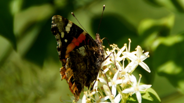 Rhodesgoed-Kachtem-9-6-2016-9