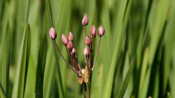 Rhodesgoed-Kachtem-9-6-2016-17