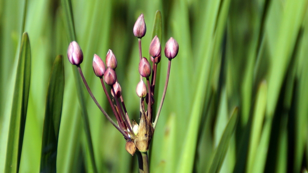 Rhodesgoed-Kachtem-9-6-2016-18