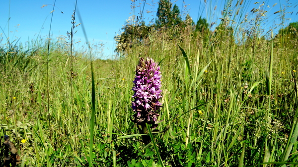 Rhodesgoed-Kachtem-9-6-2016-24