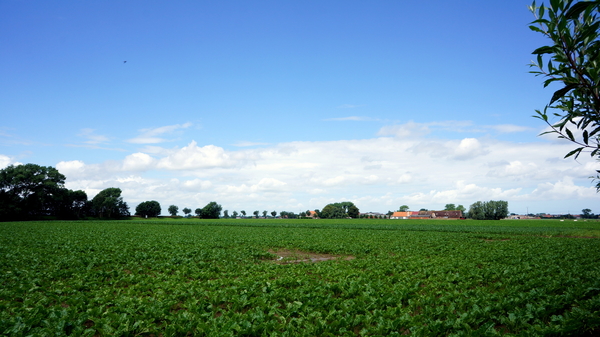 Hoogelede-3-7-2016-(vosseberg)