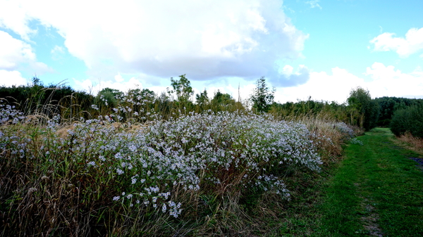 Veld-Ardooie-3-10-2016