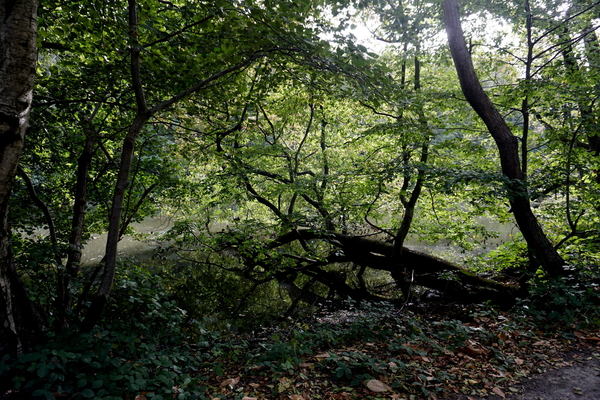 Veld-Ardooie-3-10-2016