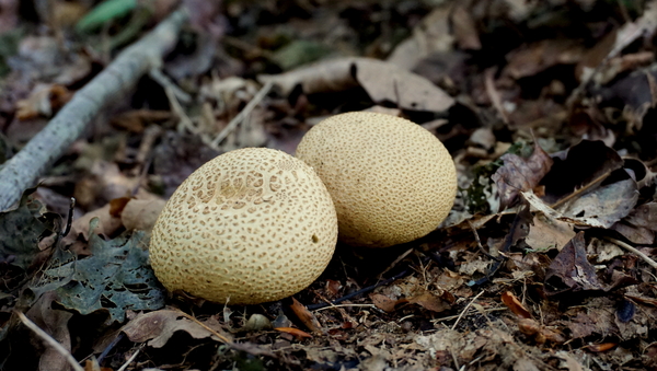 Houthulst-Vrijbos-23-9-2016