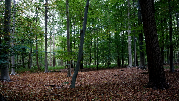 Houthulst-Vrijbos-23-9-2016