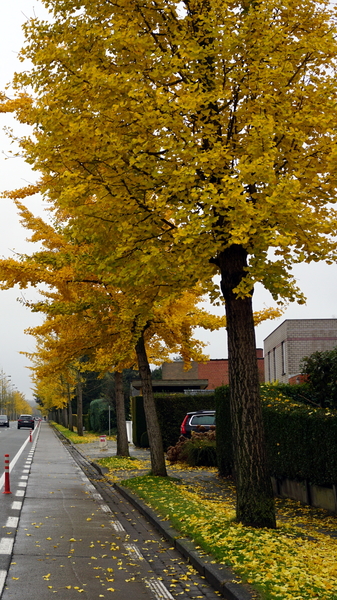 Roeselare -Meiboomlaan-15-11-2016