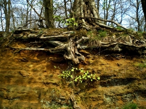 Vlaamsbrabantse wortels