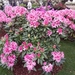 DSCN4411-1