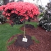 DSCN4416-1