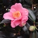 DSCN4448-1