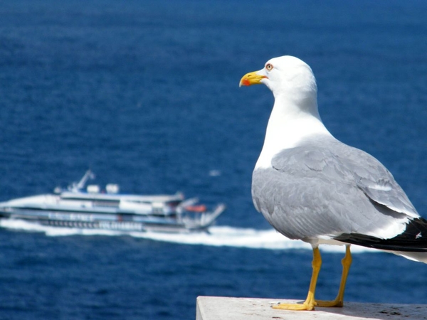 intersoc amalfi