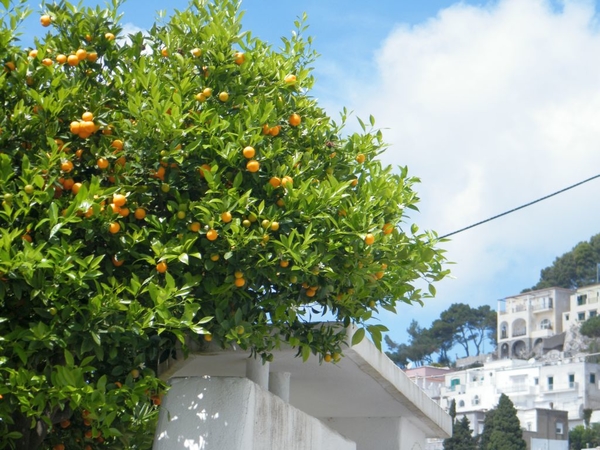 intersoc amalfi