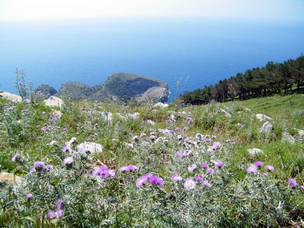 intersoc amalfi