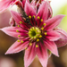 cactus bloem sempervivum