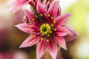 cactus bloem sempervivum