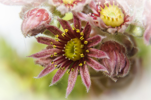 sempervivum