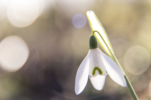 sneeuwklokje met bokeh