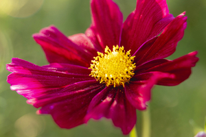 Cosmos 2