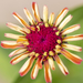 Zinnia