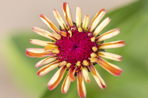 Zinnia