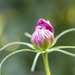 cosmos van knop tot bloem