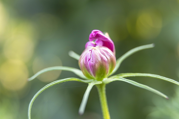 cosmos van knop tot bloem